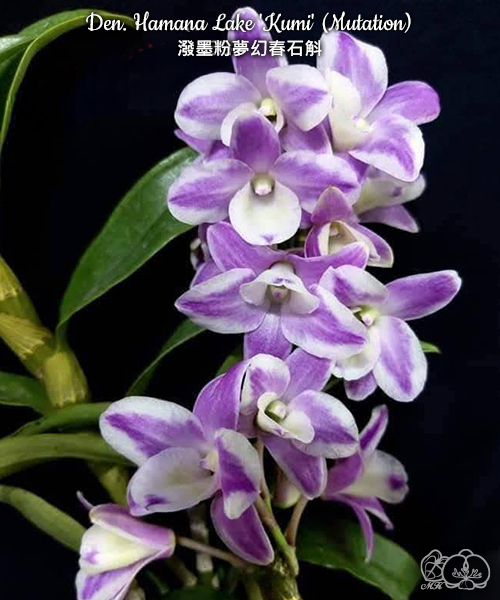 美琪園藝Miki Orchid - 批發專區
